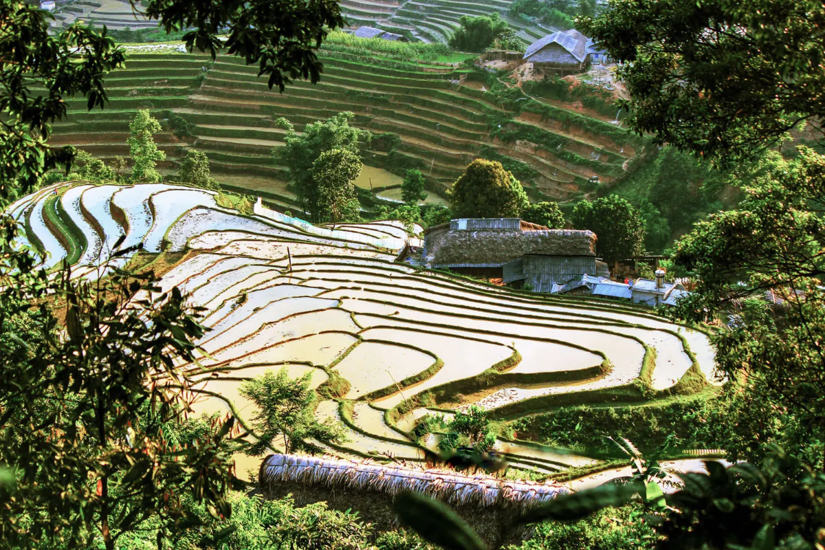 Ban Lien tea hills surrounded by forests and mountains